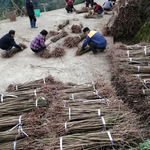 油桐批发采购基地，买油桐苗请选择重庆俊尧专业油桐培育公司