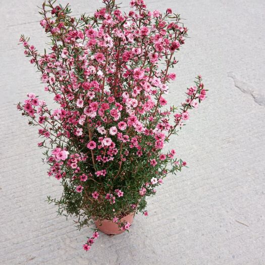漳平市 澳洲多色松红梅：主要特点看花像梅花，花颜色有分粉红色白色红色