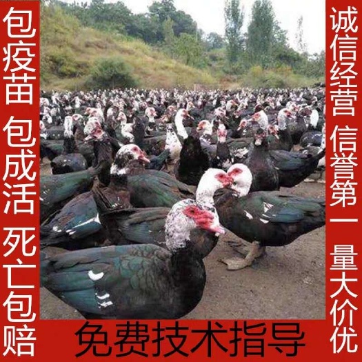 南宁鸭苗，大种黑番鸭苗，出壳打好疫苗，支持售后服务，运输包邮