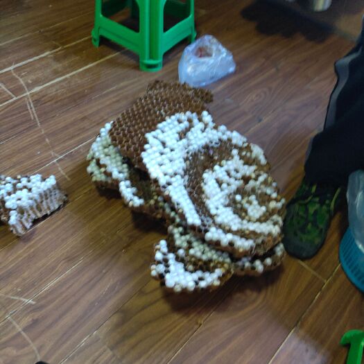 诸暨市土蜂蛹  出售金环蜂蛹