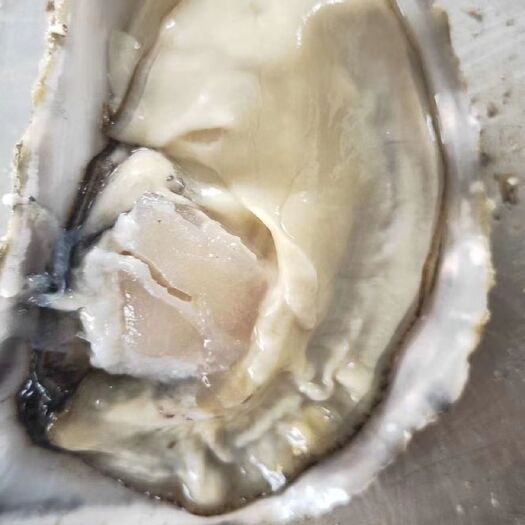 诏安县福建三倍体生蚝，肉质脆甜，