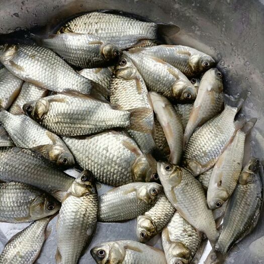 蒙自市鲫鱼苗中科3号（丰产鲫鱼，湘鱼鲫）等各种常见鲫鱼均有出售