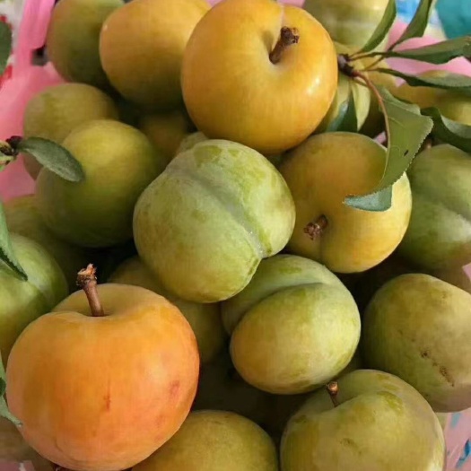 简阳市蜂糖李树苗  蜂糖李苗，无病害，挂果快。