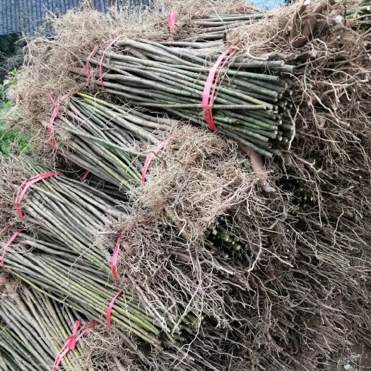 油桐苗大宗采购，买油桐树苗请选择重庆俊尧专业油桐培育公司