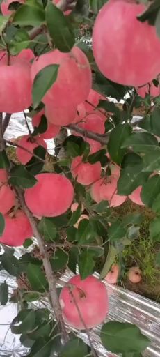 寒富苹果  早熟富士，韩富以成熟。黄元帅，有需要的老板赶快预定吧