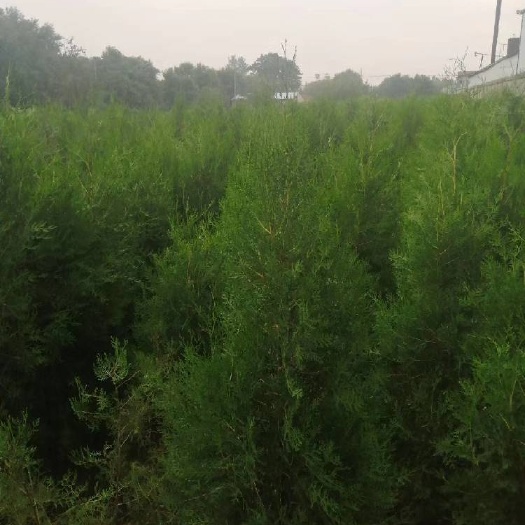 青州市碗碗侧柏 常年供应各种规格侧柏黄栌火炬！