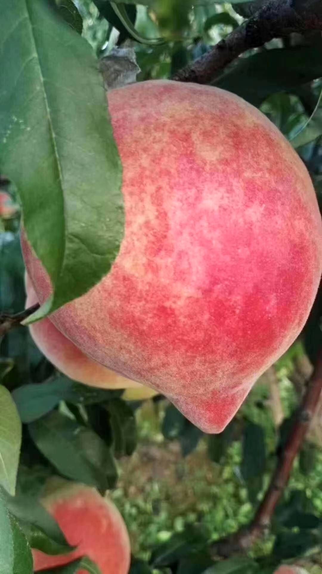 中华寿桃，又大还巨甜