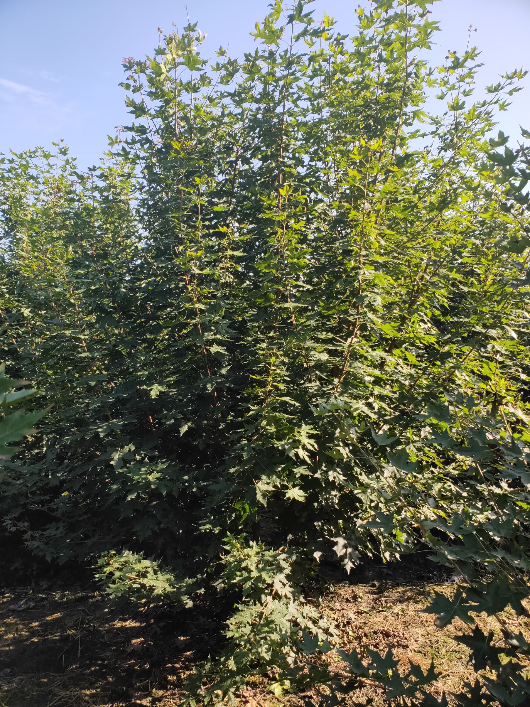 大量批发丛生元宝枫，低分枝元宝枫，成都温江货源