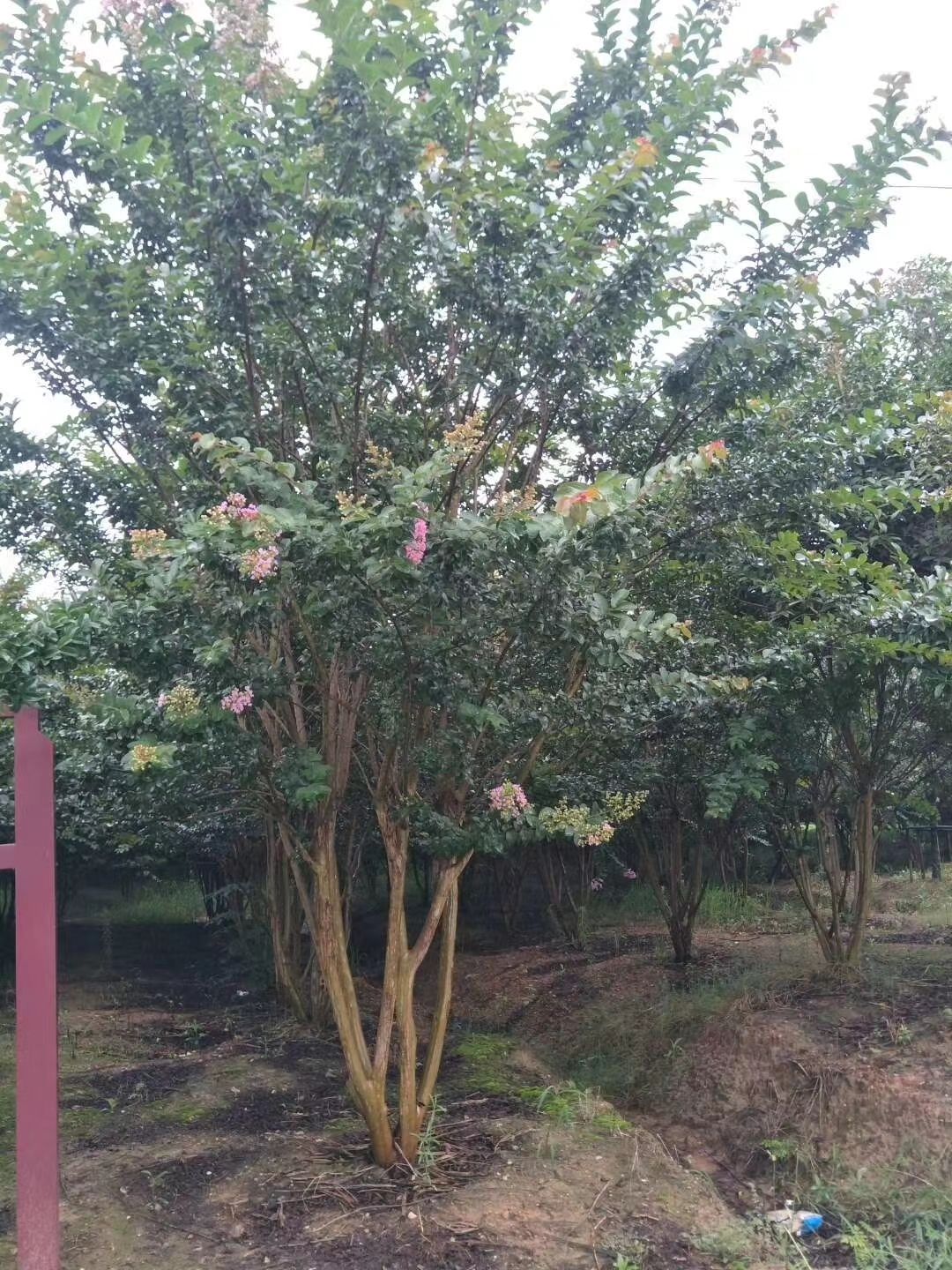 丛生紫薇，丛生百日红，丛生紫薇价格，南京丛生紫薇