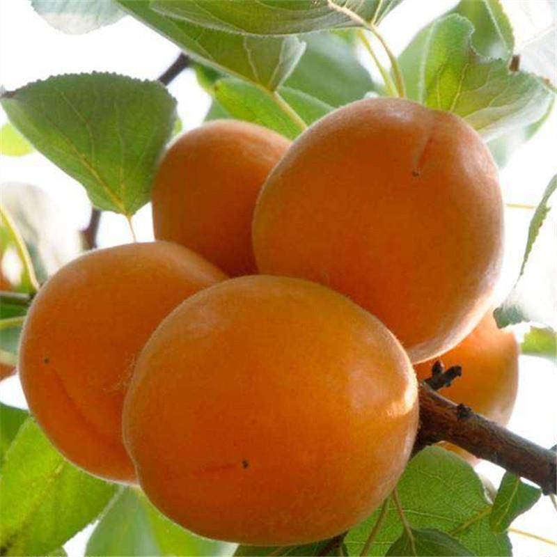  金太阳杏树苗嫁接苗自家育苗品种纯度高南北方均可种植成活率高