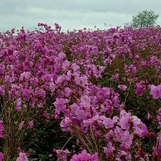 辽源映山红  兴安杜鹃