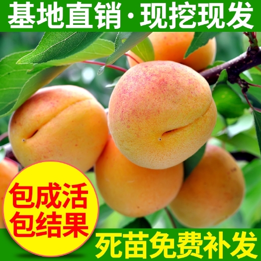 平邑县 金太阳杏树苗嫁接苗自家育苗品种纯度高南北方均可种植成活率高
