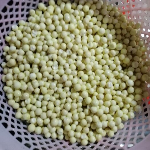 苏州 苏州鲜芡实纯人工剥制，保证质量，货源充足，包装大方全国邮]寄