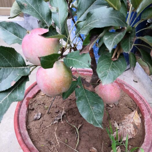 平邑县苹果盆栽  盆栽苹果