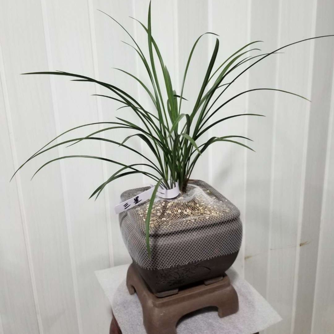 春兰20棵苗起拍绿植花卉兰花苗兰花草盆景邮费一件8块多购优惠