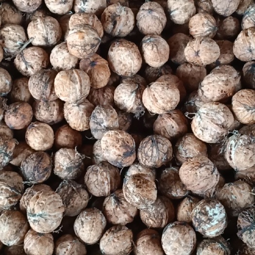 昆明 铁核桃，红皮核桃，老树核桃