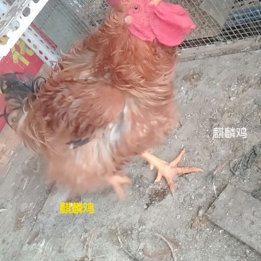 南宁翻毛鸡苗  广西耀鑫孵化有限公司 批发鸡鸭鹅苗 麒麟鸡苗是其中一种杂交鸡