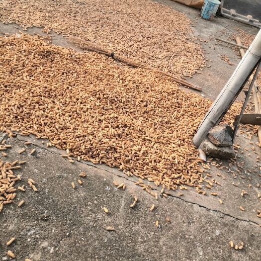 孟连县 云南七彩花生