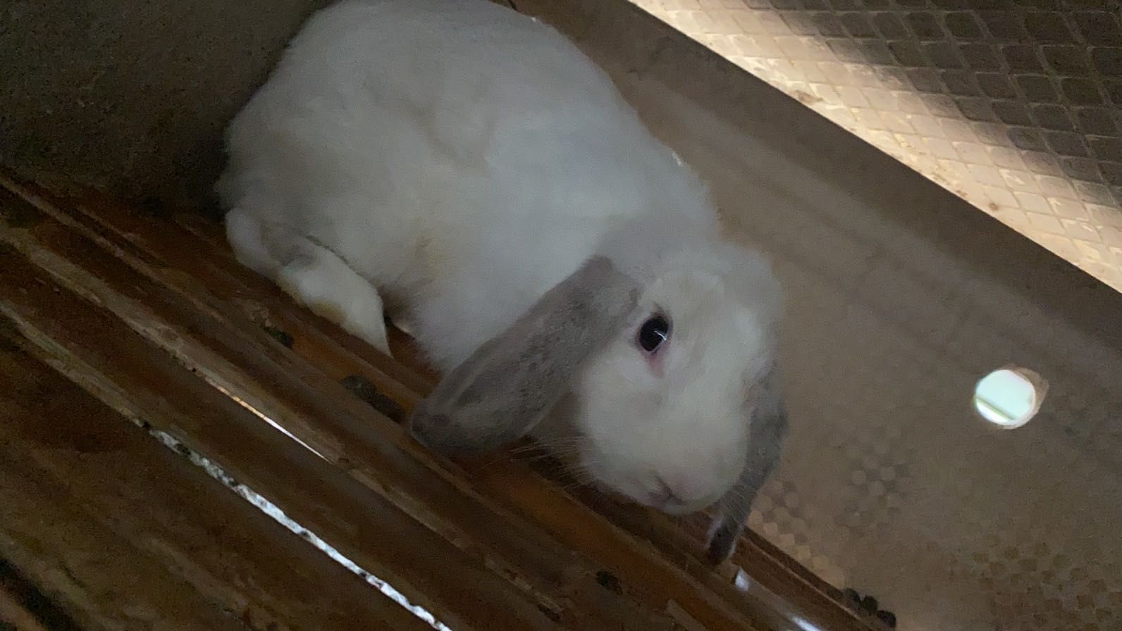 宠物公羊兔