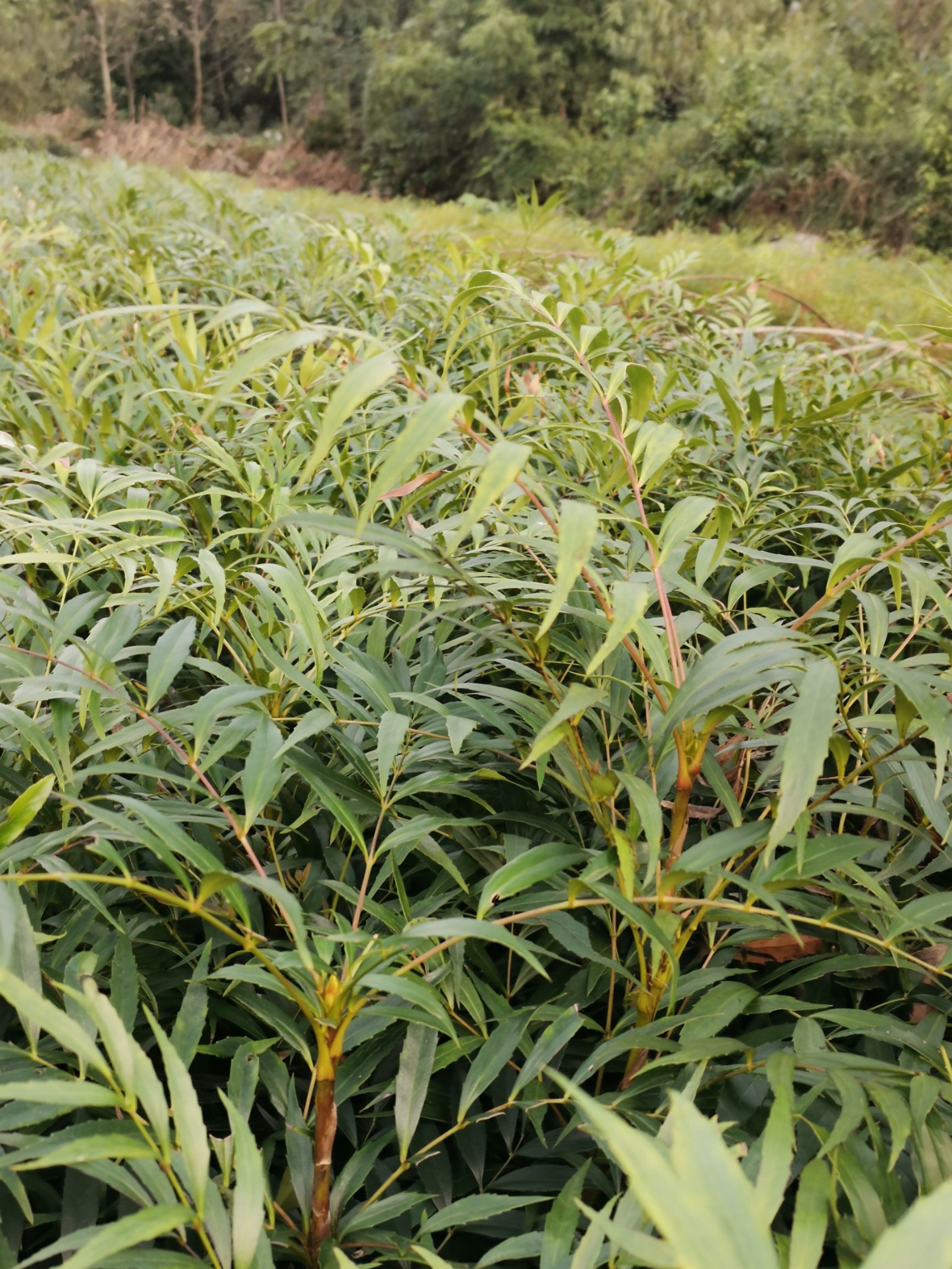 十大功勞  重慶基地批發(fā)年產(chǎn)量200萬(wàn)苗大價(jià)格美麗質(zhì)量好