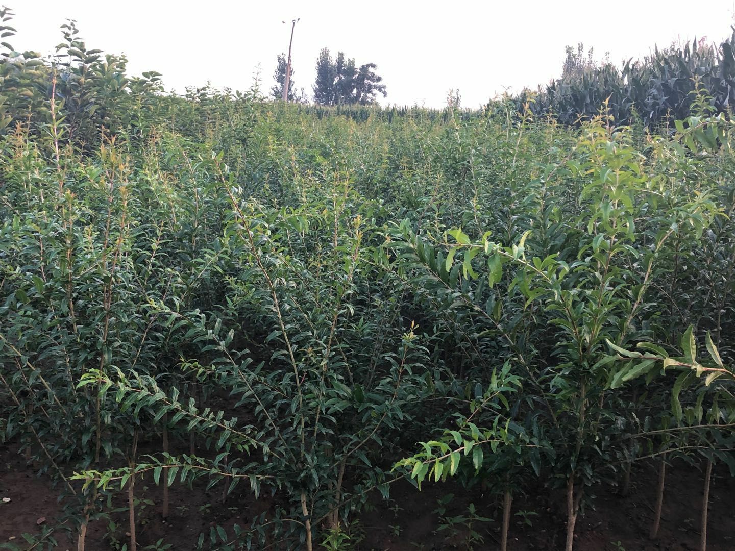 蒙阳红石榴苗  石榴树树苗蒙阳红盆栽地栽南北方可种植