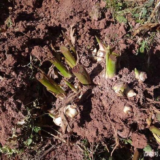 兴义市芭蕉芋  芭焦芋种子。老品种产量高