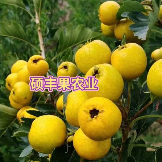 平邑县嫁接优质山楂树苗 现挖现卖 保质保量 品种纯 山东水果种苗