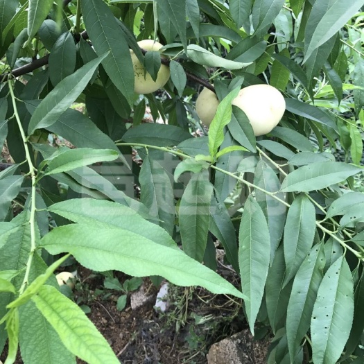 平邑县白如玉桃树苗 白如玉桃子，7月初成熟，成熟后果肉果皮如玉洁白，口感脆甜