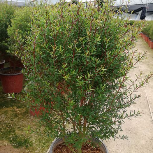 漳平市 精品松红梅盆栽21杯红杯带原土原盆 基地直供量大从优