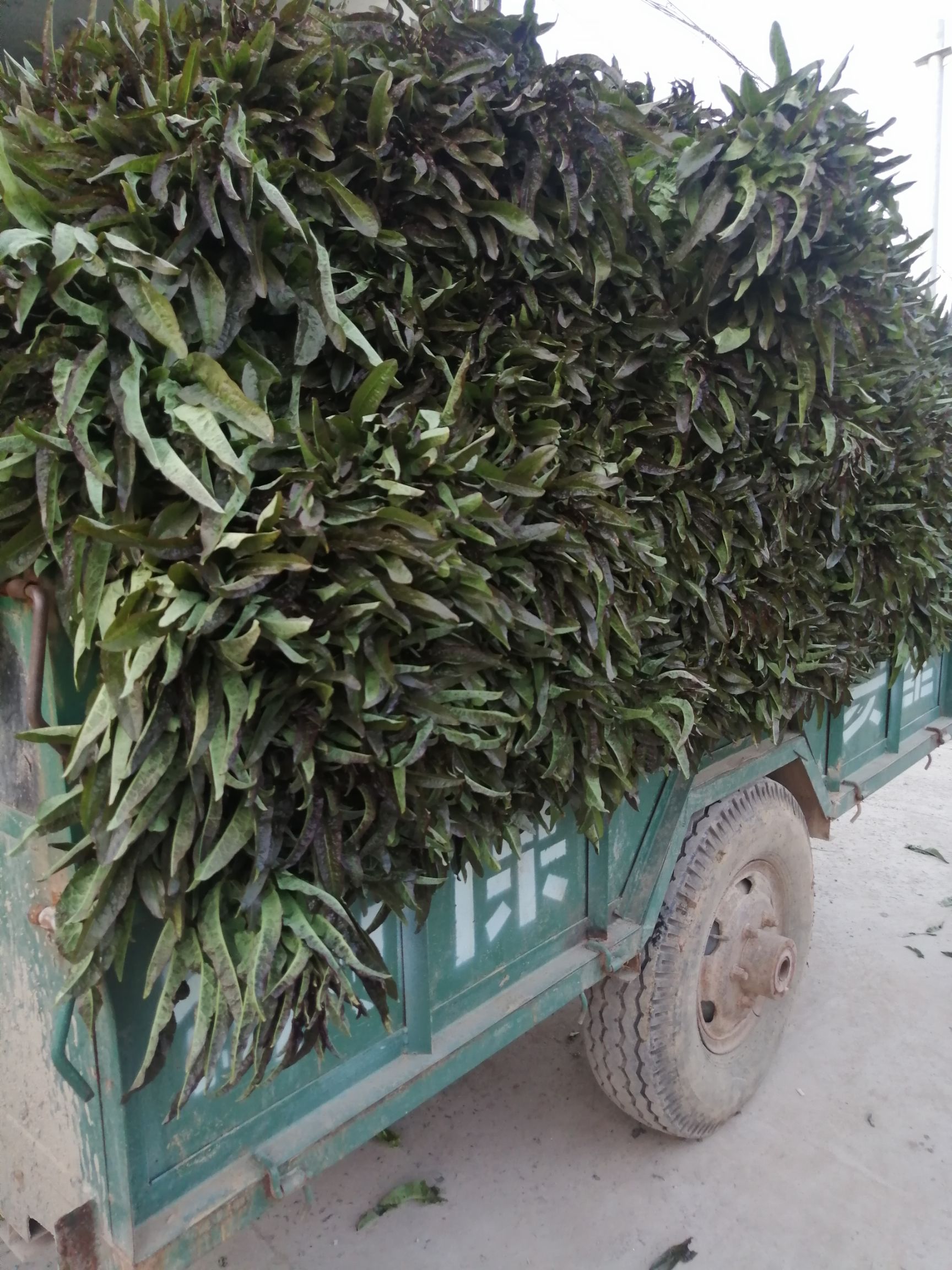 红叶莴笋  货源充足，不出花，不空心产地直销