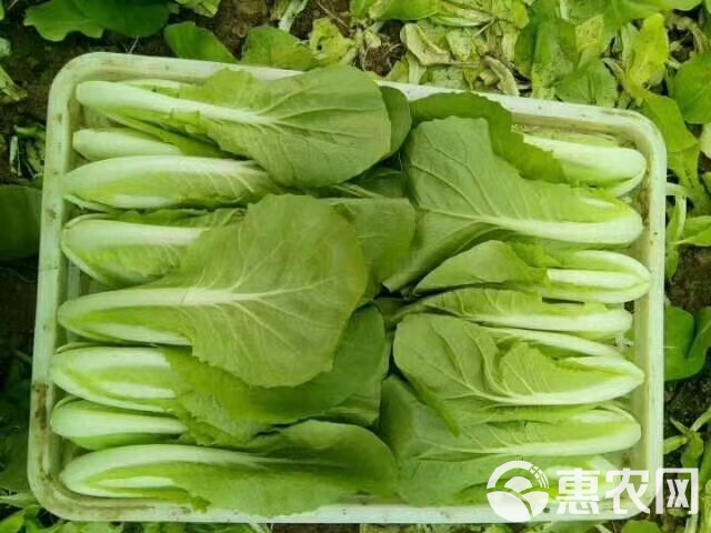 北方小油菜  精品油菜上海青快菜欢迎选购