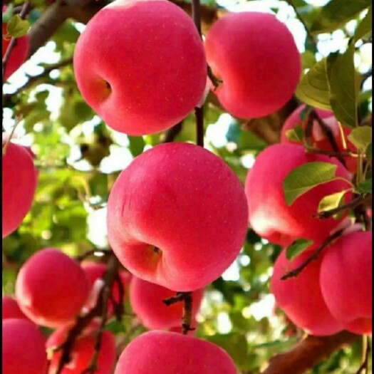 平邑县众成一号苹果树苗 众成一号苹果苗嫁接苗自家育苗品种纯度高南北方均可种植成活率高