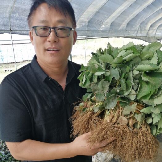 泰安红颜草莓苗  妙七草莓苗 章姬草莓苗 圣诞红草莓苗 隋珠草莓苗 新世纪