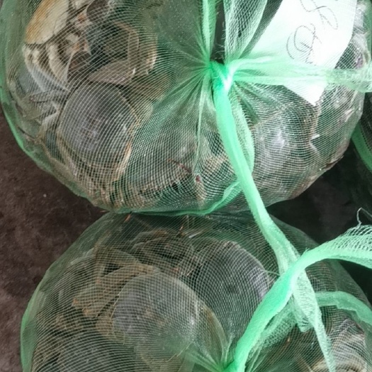 洪湖市湖北清水大闸蟹，特挑精品大闸蟹，长期供应，童嫂无欺，量大从优