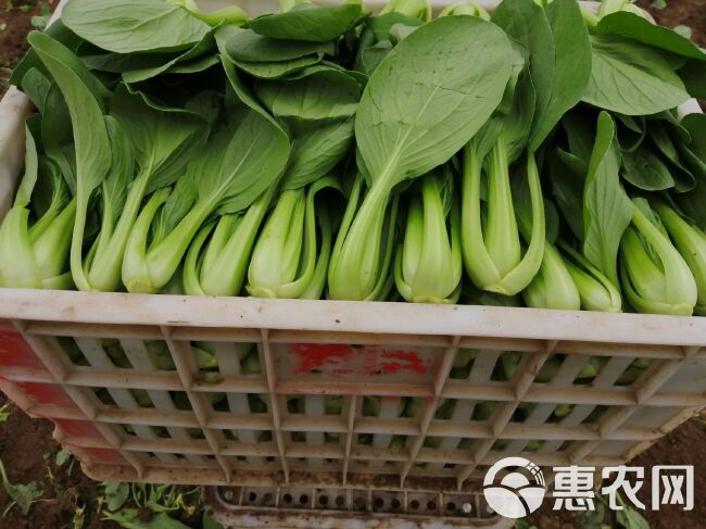 北方小油菜  精品油菜上海青快菜欢迎选购