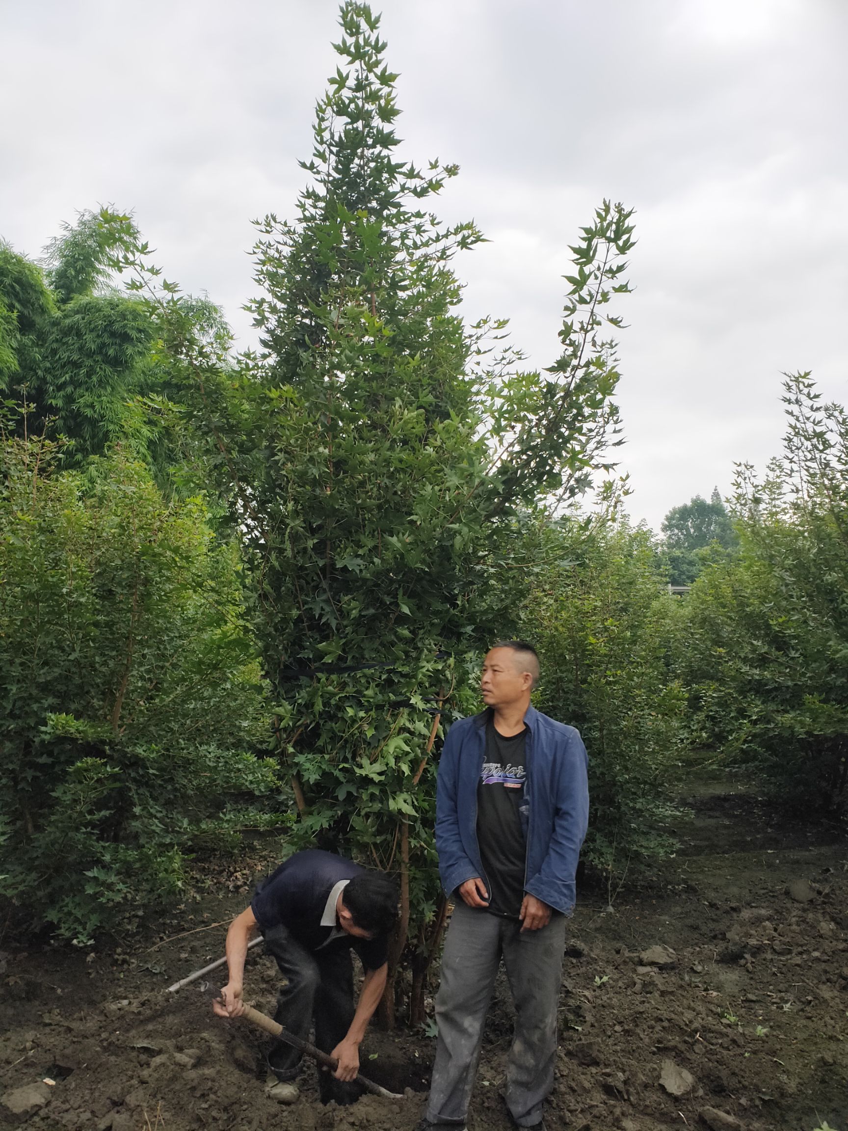 大量批发丛生元宝枫，低分枝元宝枫，成都温江货源