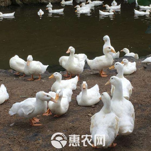 南宁桂柳鸭苗  鸭苗，桂柳大白鸭苗，45天能出栏，出壳疫苗齐全，支持技术指导
