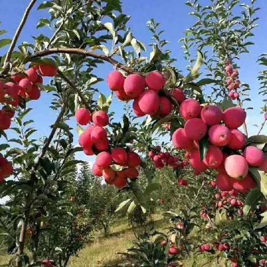 平邑县鸡心果树