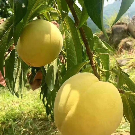 平邑县嫁接优质黄金蜜桃树苗 保质保量 山东种苗 水果种苗