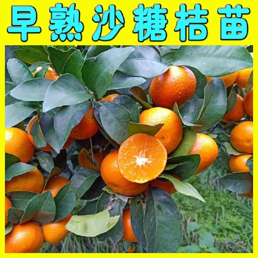 阳朔县沙糖桔苗  广东金葵砂糖橘苗 早熟沙糖桔 不用盖膜环切