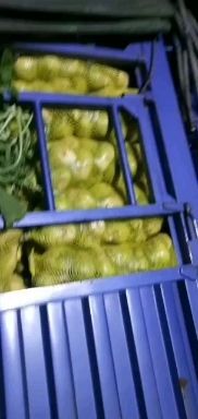 祁县芥菜头 大量芥菜上市
