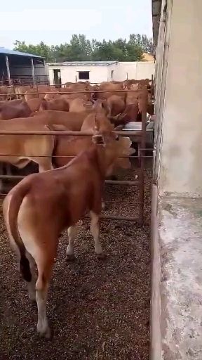民权县 改良肉牛