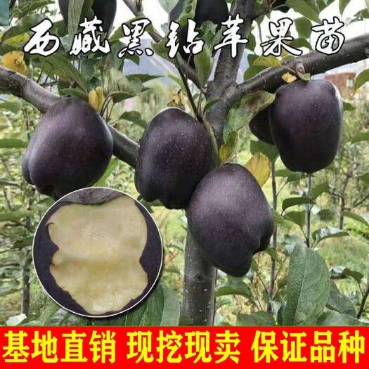 平邑县 专业嫁接黑钻苹果树苗 现挖现卖 品种正山东种苗 水果种苗