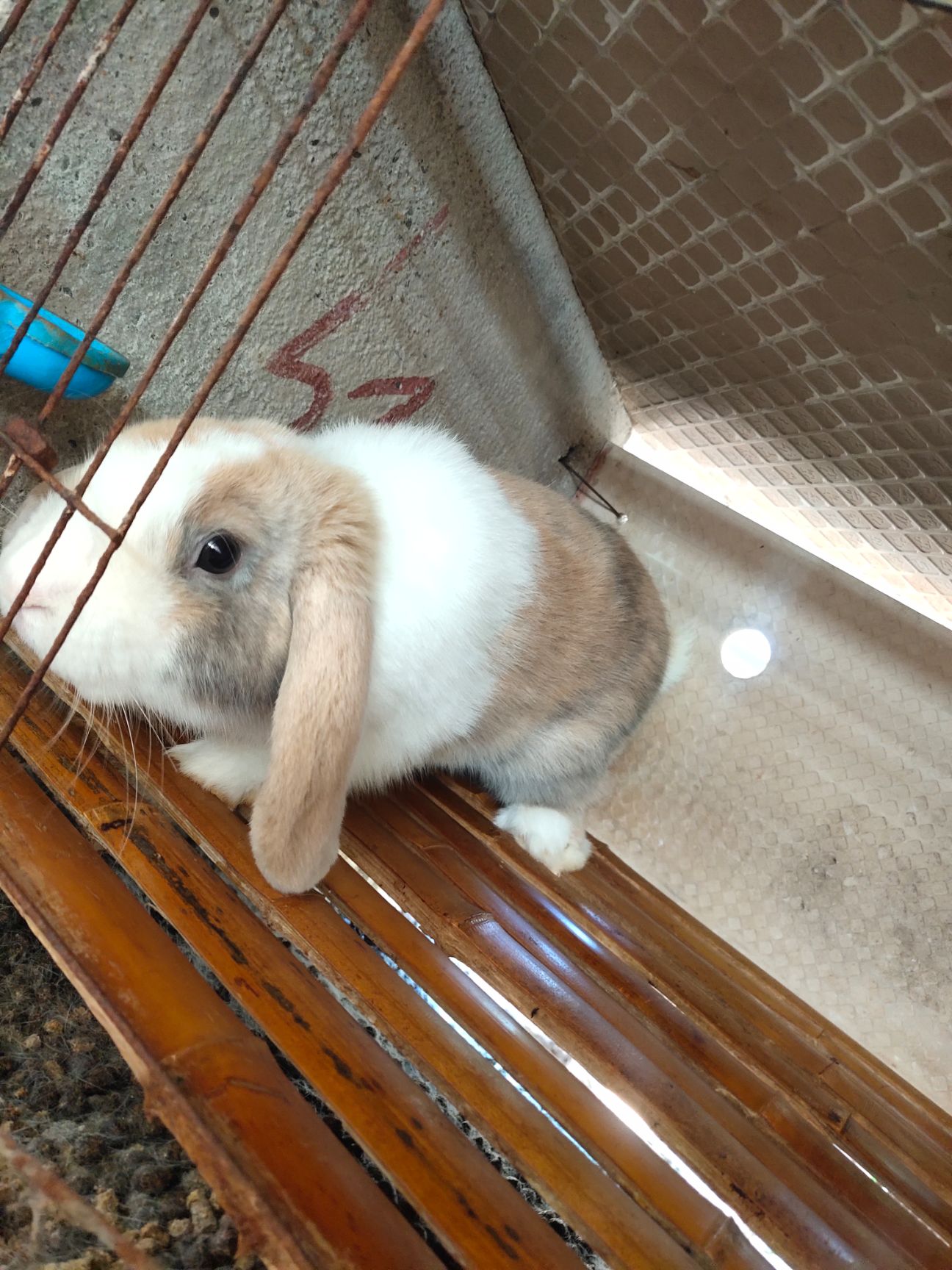  宠物公羊兔