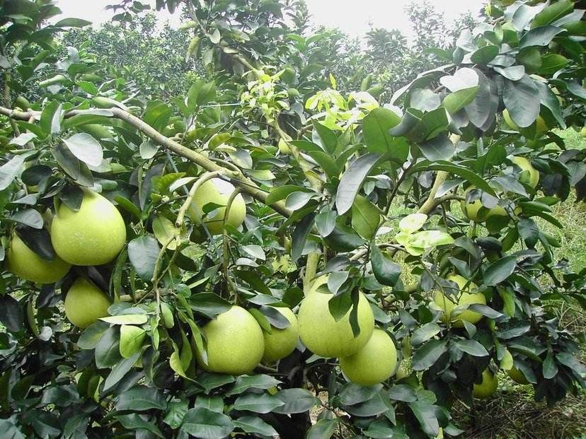 白柚  重庆合川本地琯溪蜜柚