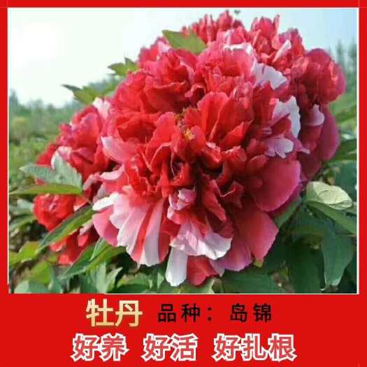 菏泽观赏牡丹  包对版，菏泽优质牡丹，精品牡丹！