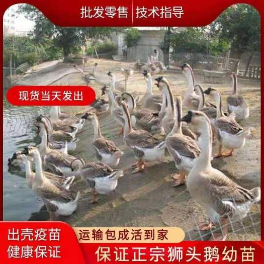 南宁鹅苗，大种汕头狮头鹅苗，质量精品，出壳疫苗齐全包邮欢迎购买