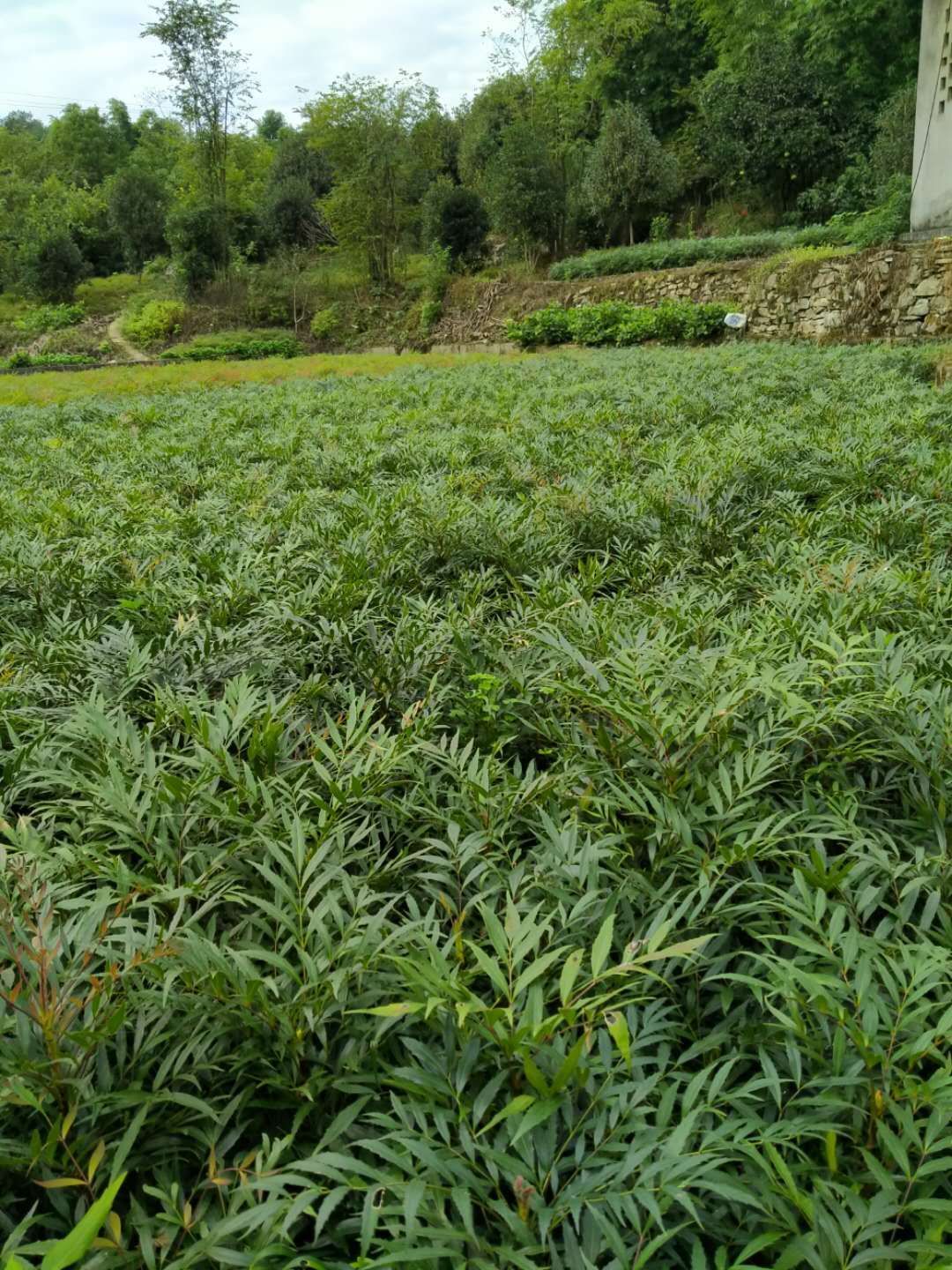 十大功勞  重慶基地批發(fā)年產(chǎn)量200萬(wàn)苗大價(jià)格美麗質(zhì)量好