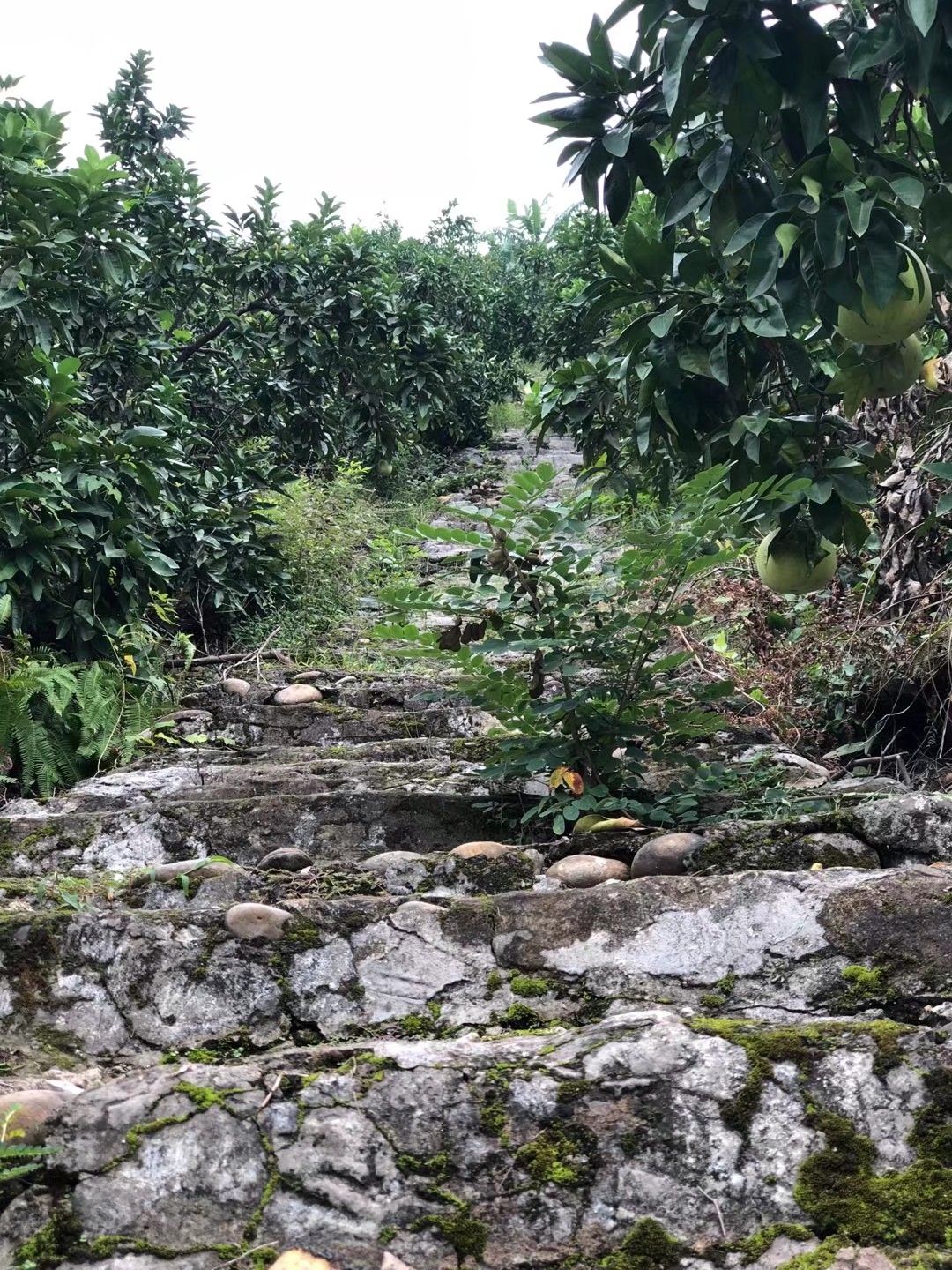 白柚  重庆合川本地琯溪蜜柚