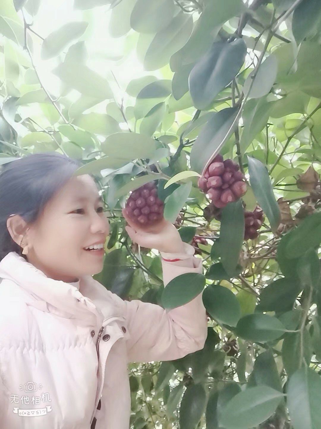 深红  布福娜黑老虎鲜果高级水果特产果品